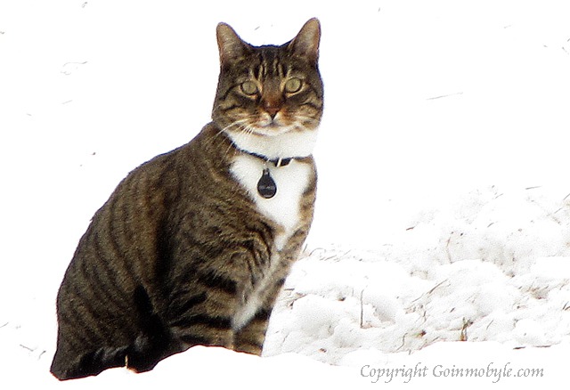 Cat in the Pasture Hunts Mice Where Horses Cleared the Snow