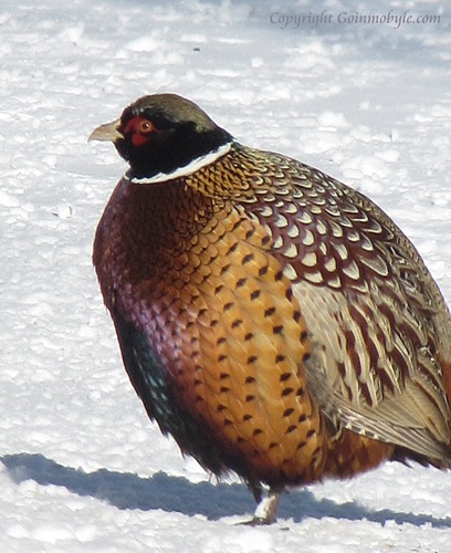 Fluffed Pheasant Keeping Warm