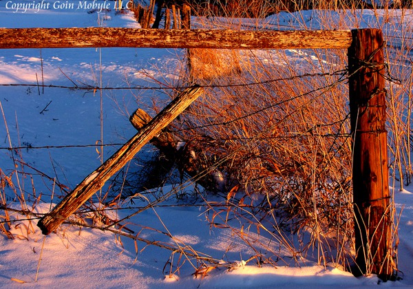Late Sun Spotlights a Fence Corner