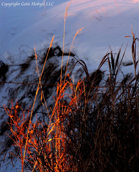 Late Sun Lights Fenceline Grasses