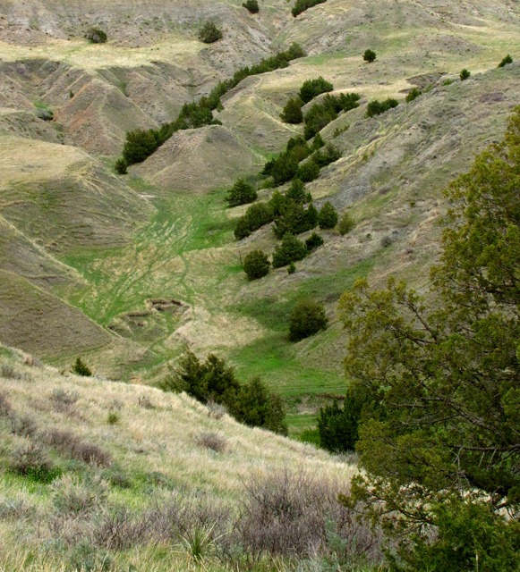 Juniper-Covered Ravines off Pedro Road