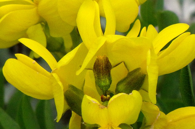 Golden Pea (Thermopsis rhombifolia)