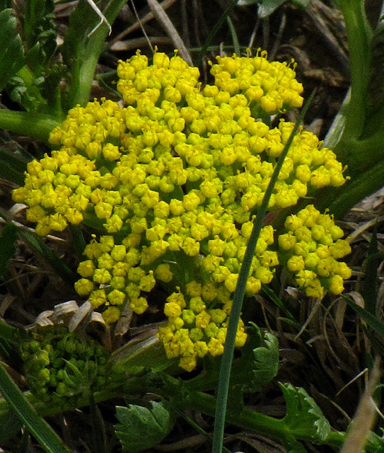 Desert Biscuitroot (Lomatium foeniculaceum)