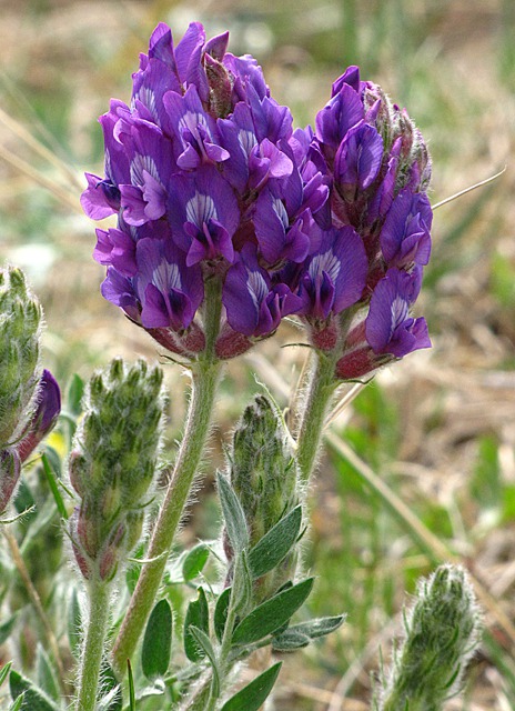 Purple Vetch