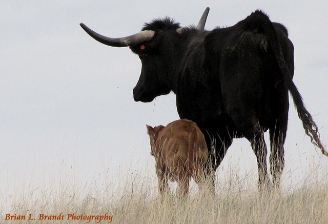 Longhorn Cow and Calf