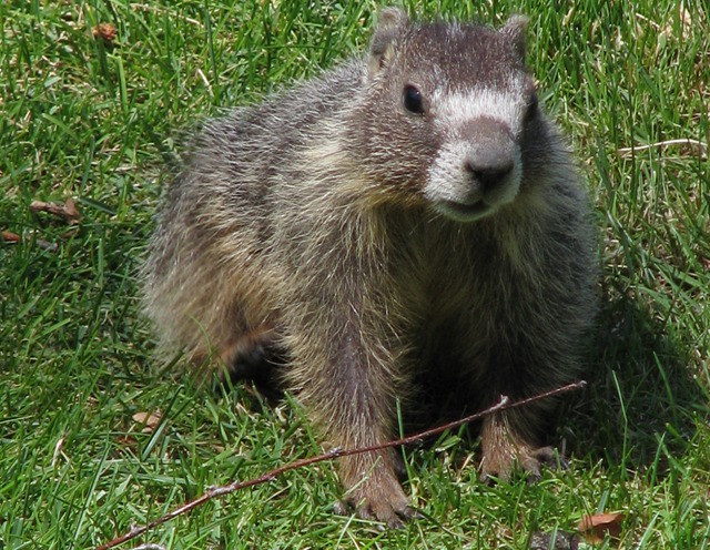Marmot on Furry Watch
