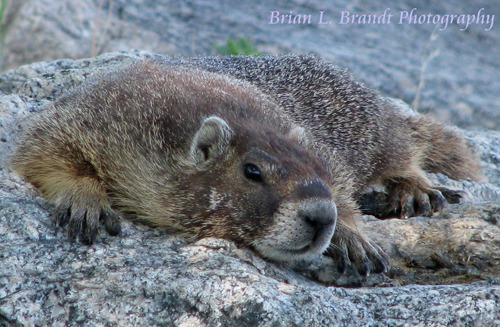 Marmot on the Rocks