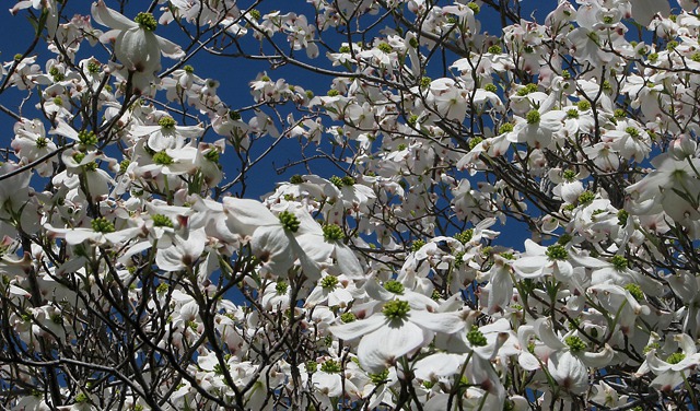 Magnolias in Bloom