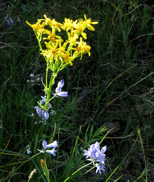 Northrup Canyon Flowers