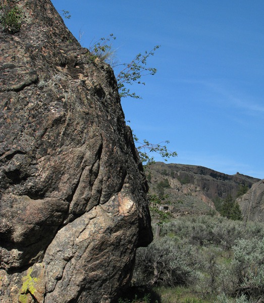 Northrup Canyon Tough Trees
