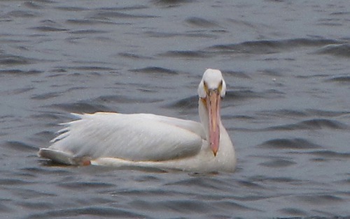 American White Pelican (Pelecanus erythrorhynchos) Looks at Sassy