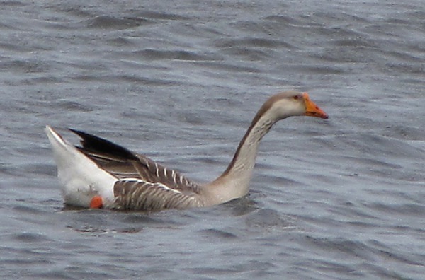 Feral Goose on the Loose