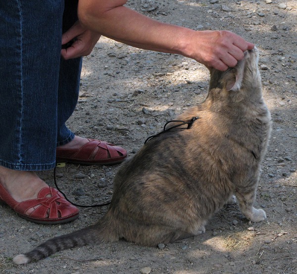 Good-Kitty-on-the-Leash Petting