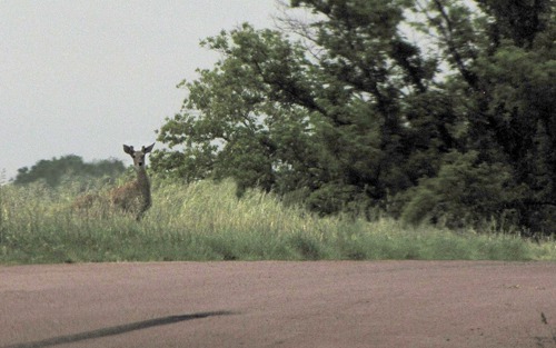 Deer in the Ditch