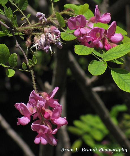 Feral Roadside Wisteria