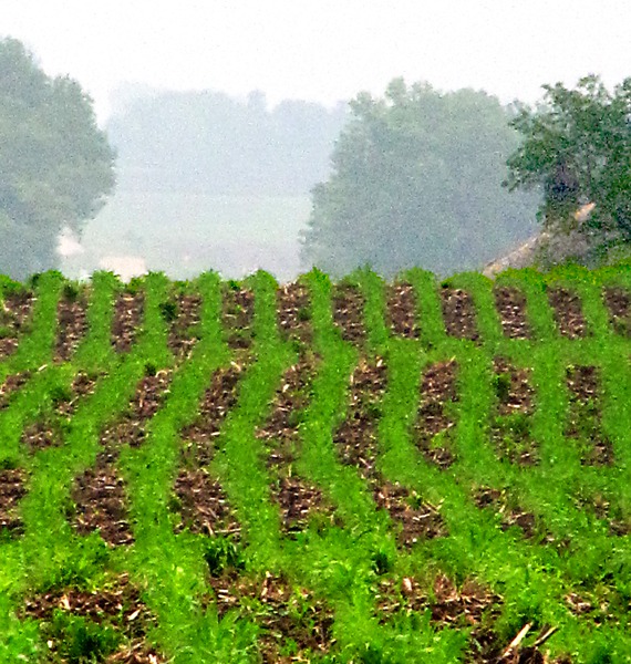 Corn Into the Mist