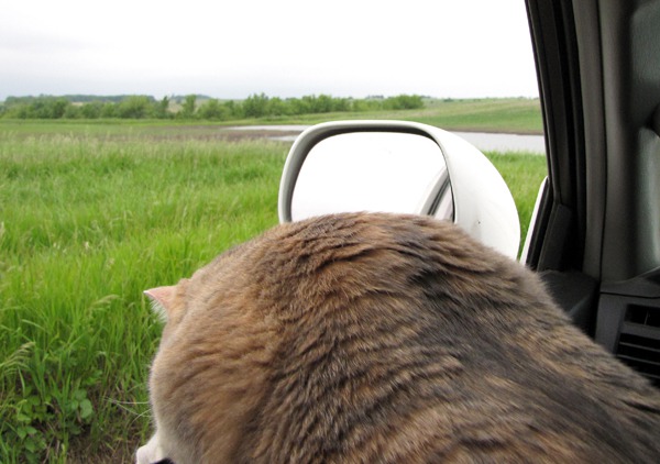 Sassy Peering for Mice