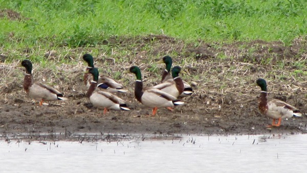 Gathering of Refuge Mallard Drakes (Anas platyrhynchos)