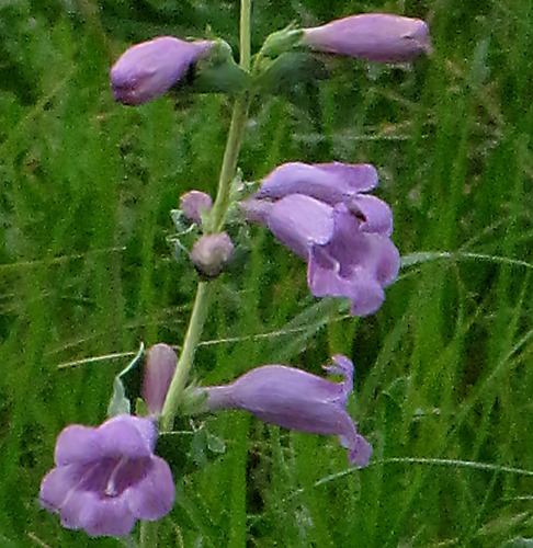 Shell-leaf Penstemon (Penstemon grandiflorus) Close-up