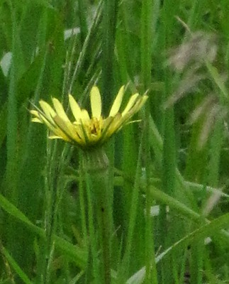 Hawksbeard (Crepis) Noxious Weed in MN