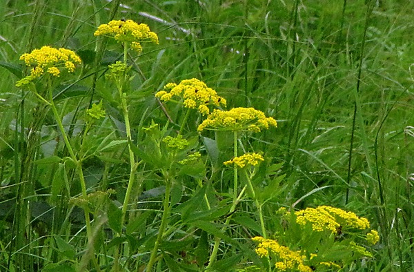 Golden Alexander (Zizia aurea)