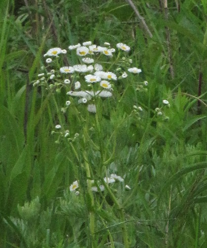 Prairie Fleabane (Erigeron strigosus)