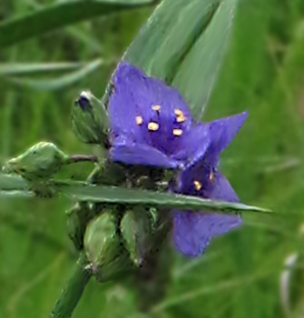 Spiderwort (Tradescantis occidentalis)