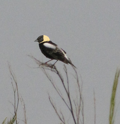 Bobolink (Dolichonyx oryzivorus) 
