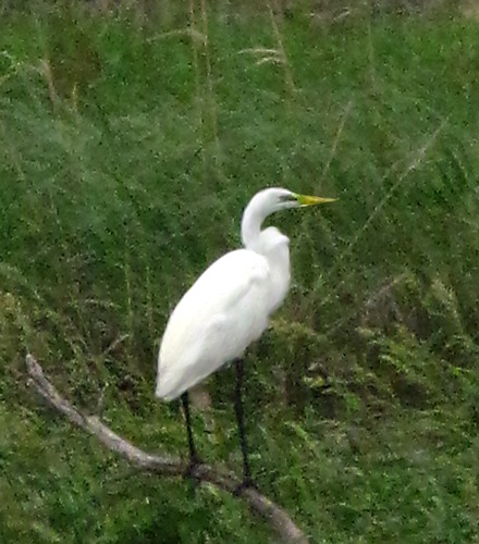 Great Egret (Ardea alba) Perches Near the Big Sioux River