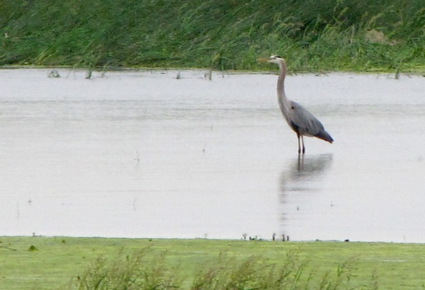 Great Blue Heron (Ardea herodias)  in Big Sioux River Slough