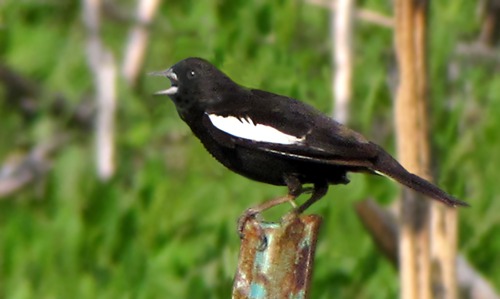Lark Bunting (Calamospiza melanocorys) 