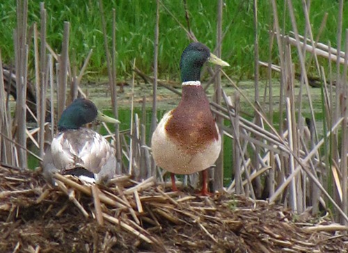 Mallard Drakes (Anas platyrhynchos) on a Nest
