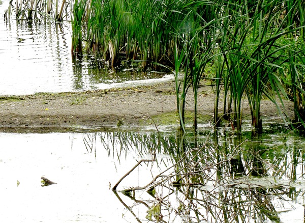 Oakwood Lakes State Park Johnson Lake Shore