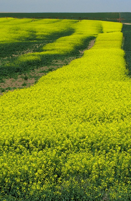 Mustard Field