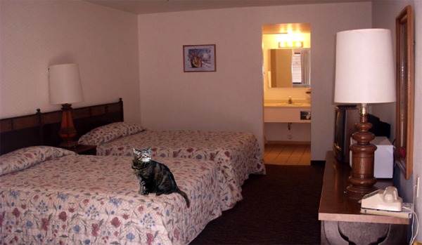 Room get the Furry Purry Sniff Test