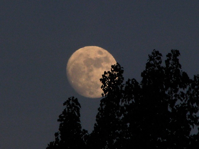 Moon over Trees at Resort