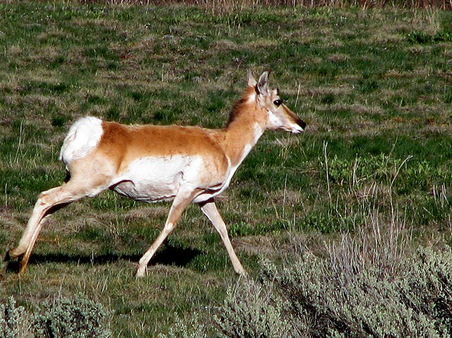 Big Hole Antelope