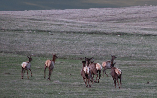 Elk Head for the Ridge