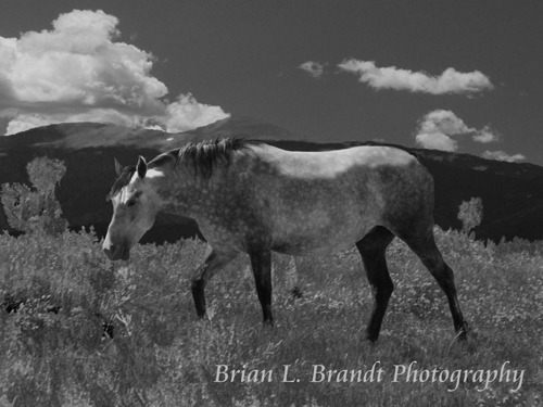 Reservation Appaloosa