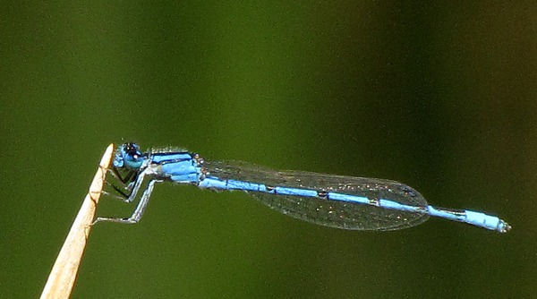 Reservation Damselfly (Argia nahuana)