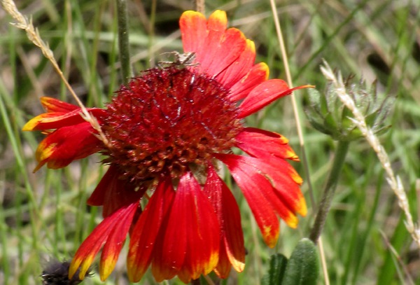 Indian Blanket (Gaillardia aristata)