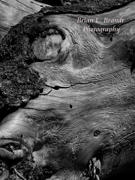 Worm Log on the La Junta Trail