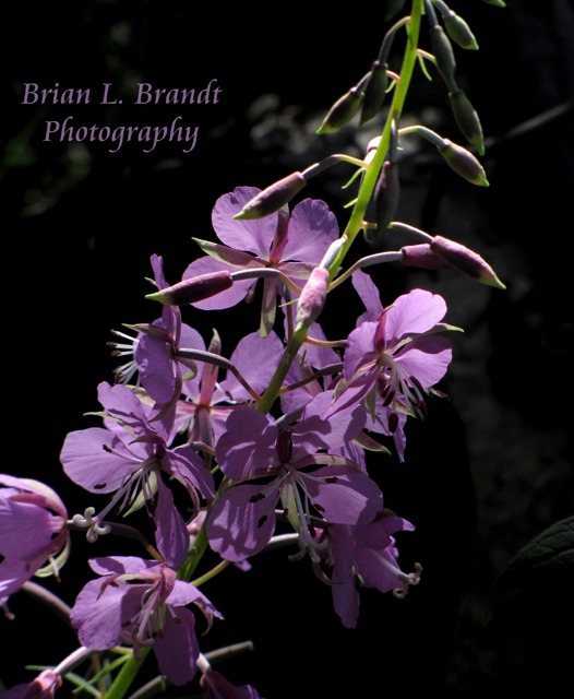 Fireweed (Chamaenerion angustifolium) Above Red River NM