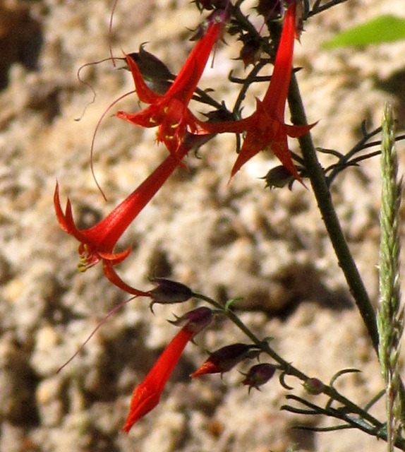 Scarlet Gilia (Ipomopsis aggregata) Beside the Road