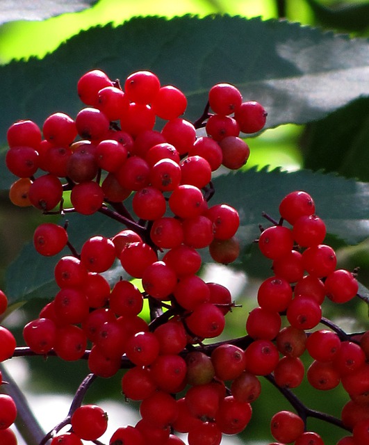 Red Berries Above Red River NM