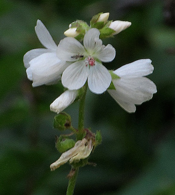 White Flowers Above Red River