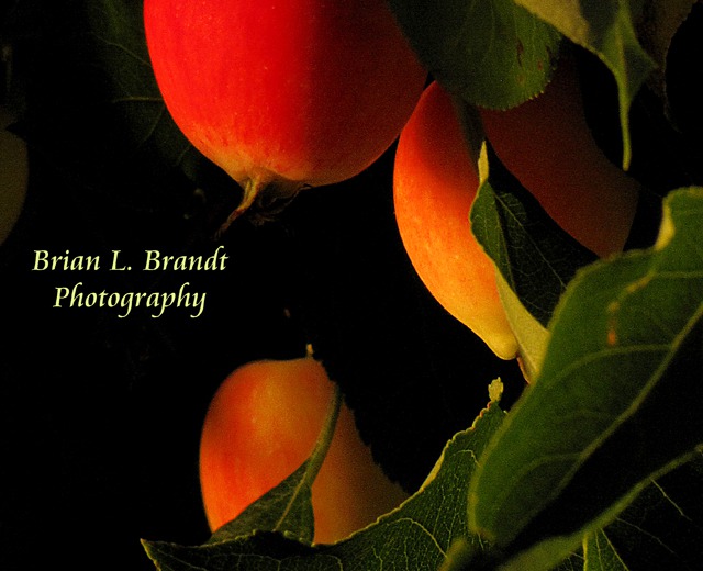 Annie's Apples at Sunset