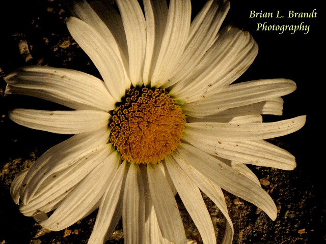 Annie's Daisy at Sundown