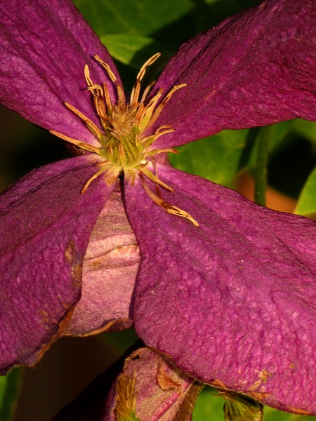 Clematis in Annie's Garden at Sundown