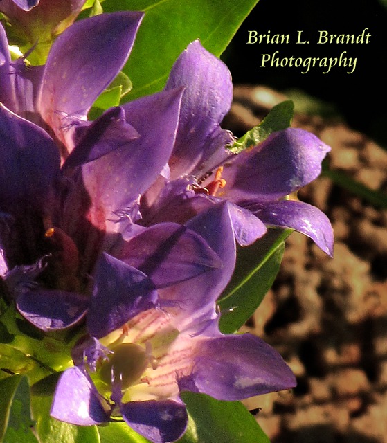 Annie's Purple Flowers at Sunset